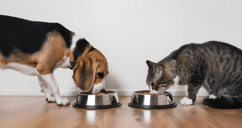 Dicas de Saúde e Bem-Estar para Cães e Gatos
